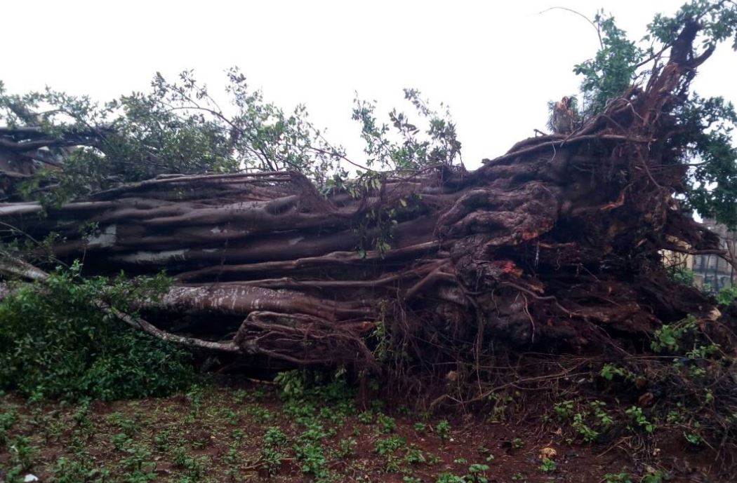 Image result for images of fallen Mugumo tree