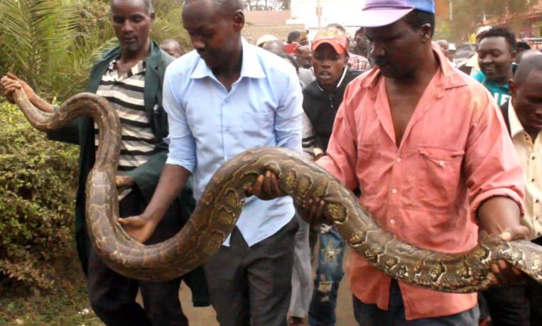 PHOTOS Excitement In Meru Town As 16Foot Python Is Captured After