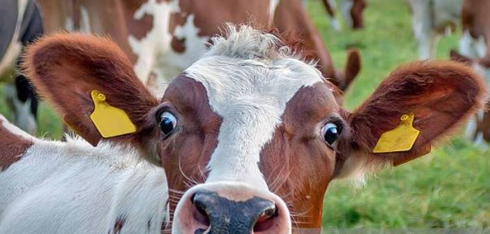Image result for kisumu county cow