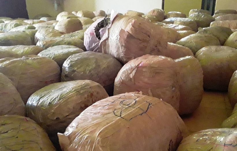 PHOTOS: 1 Ton of Weed Nabbed after Neighbours Snitch to Police in ...