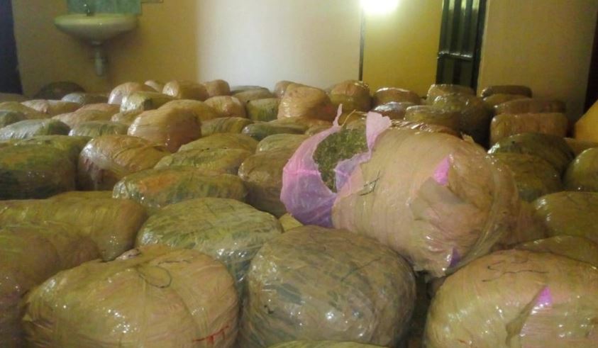 PHOTOS: 1 Ton of Weed Nabbed after Neighbours Snitch to Police in ...
