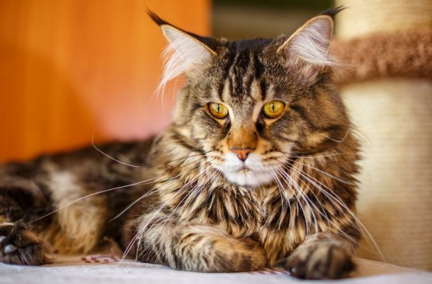 Choosing Maine Coon Cat as Your New Best Friend - Nairobi Wire