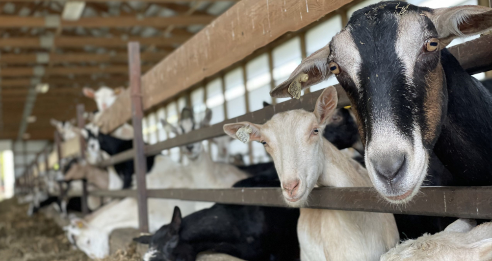 where can i buy dairy goats in kenya?