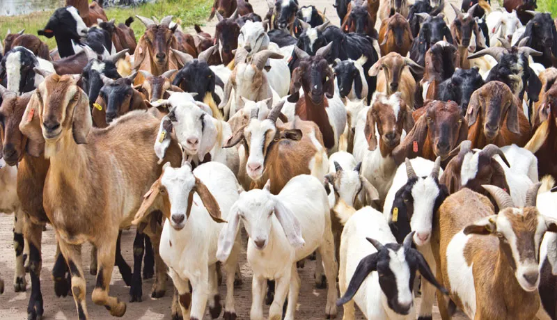 How much does a dairy goat cost in Kenya?