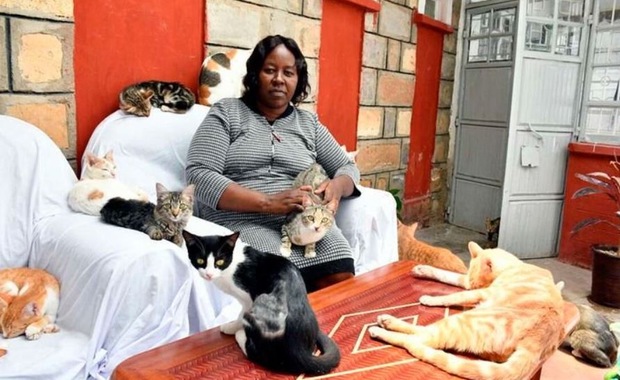 How My Search For Life's Meaning Led Me To Open The Nairobi Feline  Sanctuary - Nairobi Wire