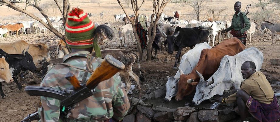 Cattle Rustling and Banditry to be Classified as Acts of Terrorism thumbnail
